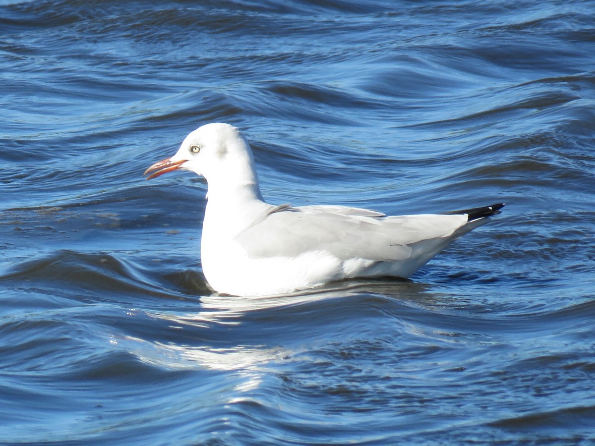 Mouette à tête grise - ML198443851