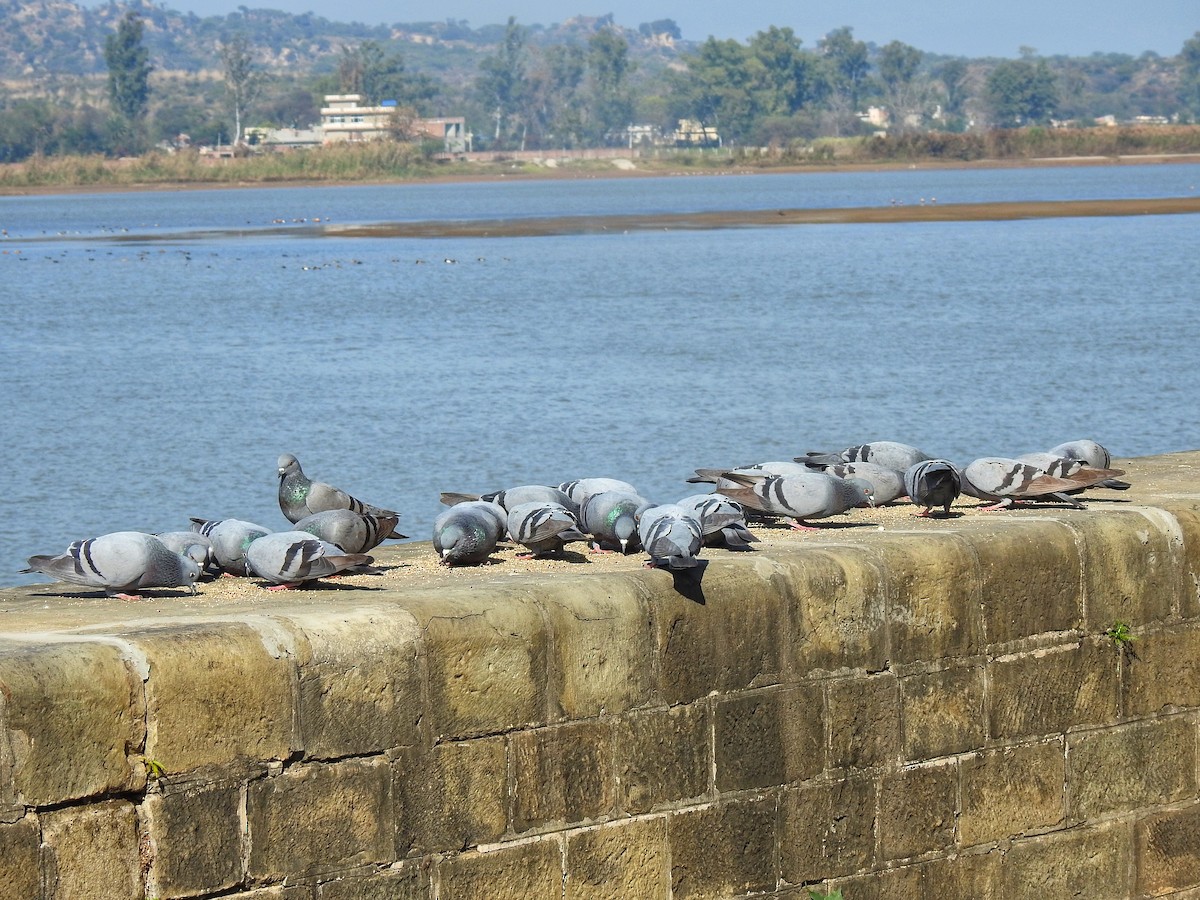 Rock Pigeon (Feral Pigeon) - ML198449161