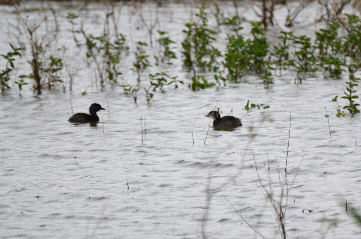 Least Grebe - ML198451561