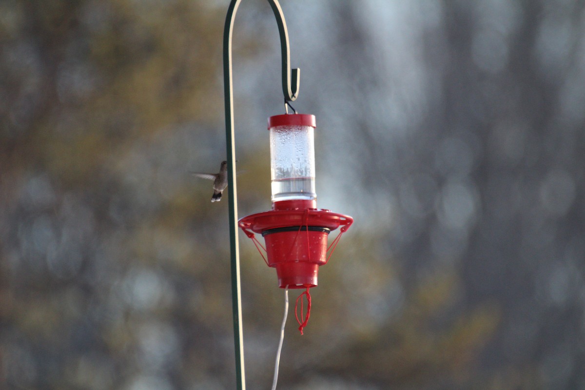 Anna's Hummingbird - ML198452101