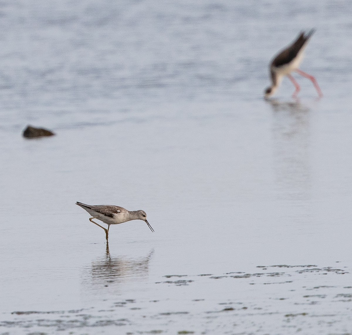 Marsh Sandpiper - Per Smith