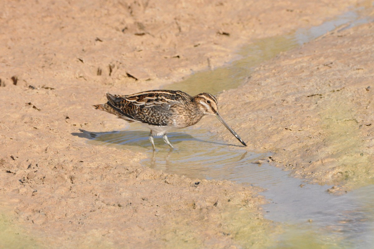 Common Snipe - ML198453521