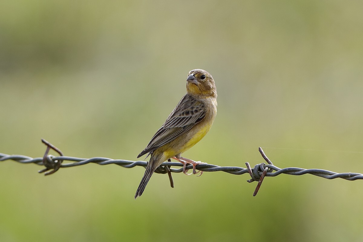 Grassland Yellow-Finch - ML198453611