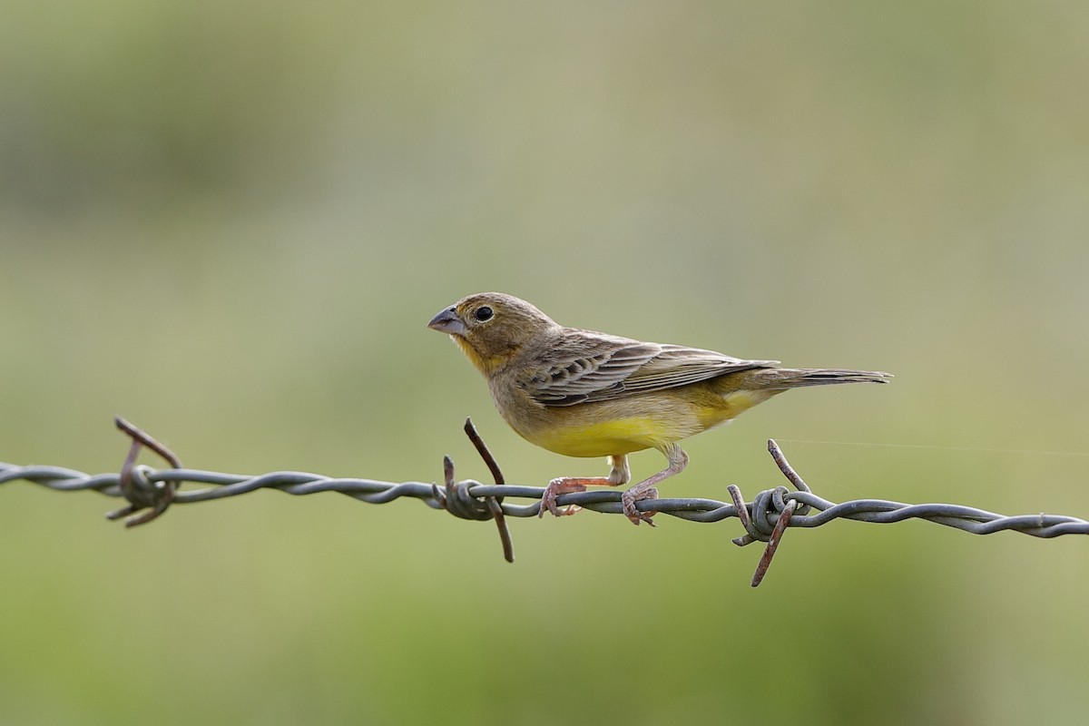 Grassland Yellow-Finch - ML198453631