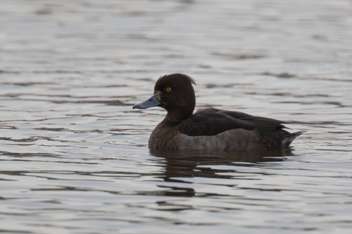 Tufted Duck - ML198453661