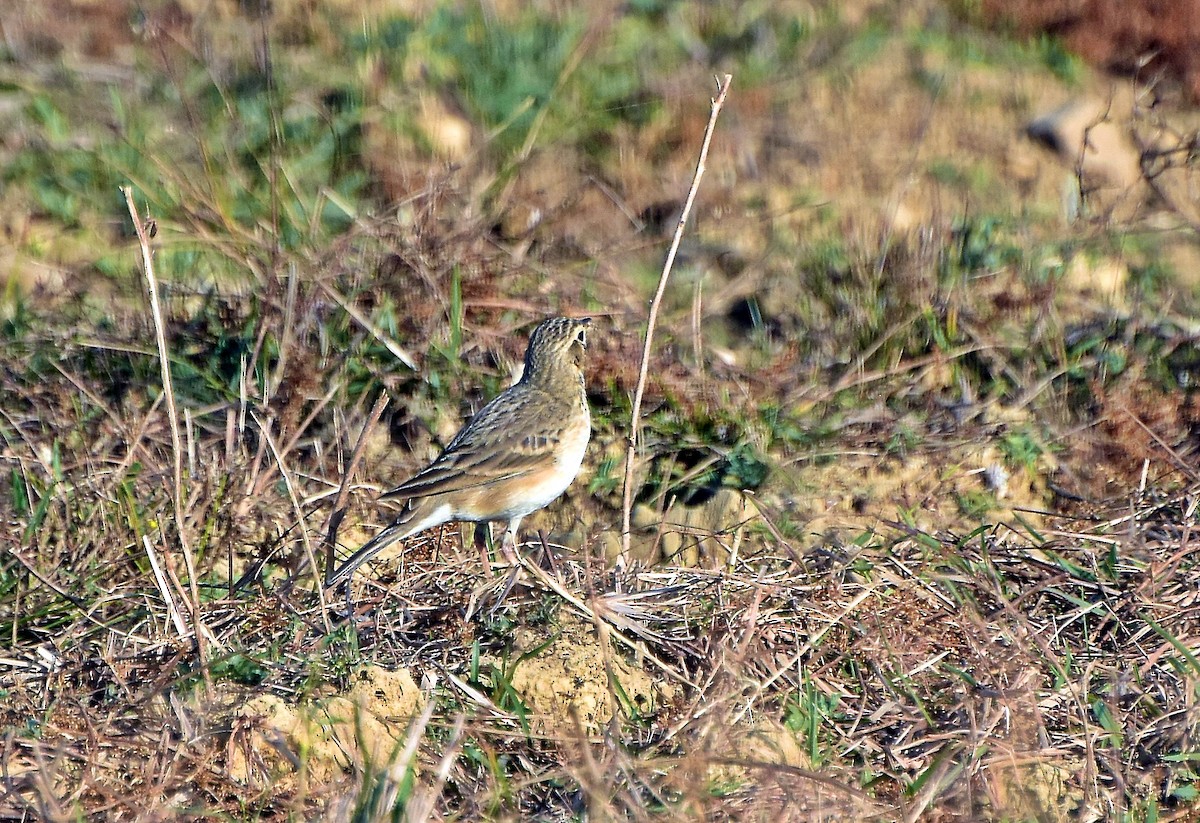 linduška mongolská - ML198454991
