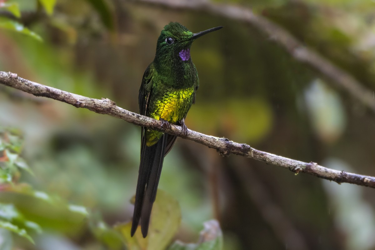 Empress Brilliant - Jeff Maw