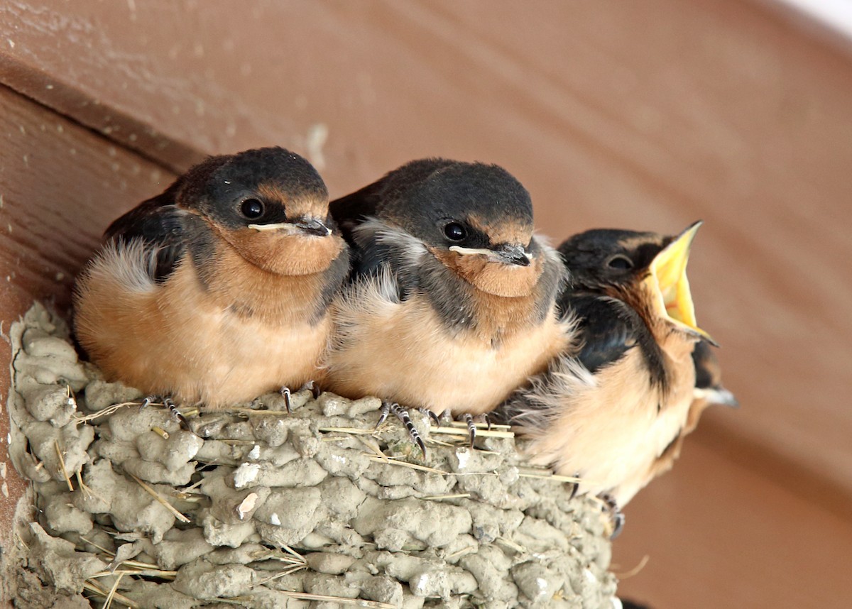 Barn Swallow - ML198457111