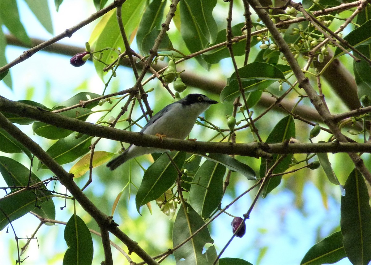 Hooded Tanager - ML198458541