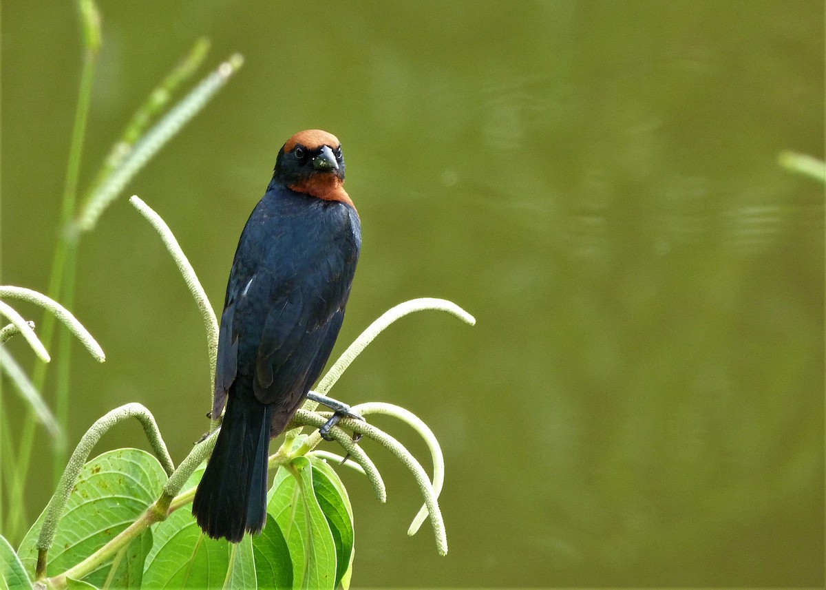 Chestnut-capped Blackbird - Carlos Otávio Gussoni