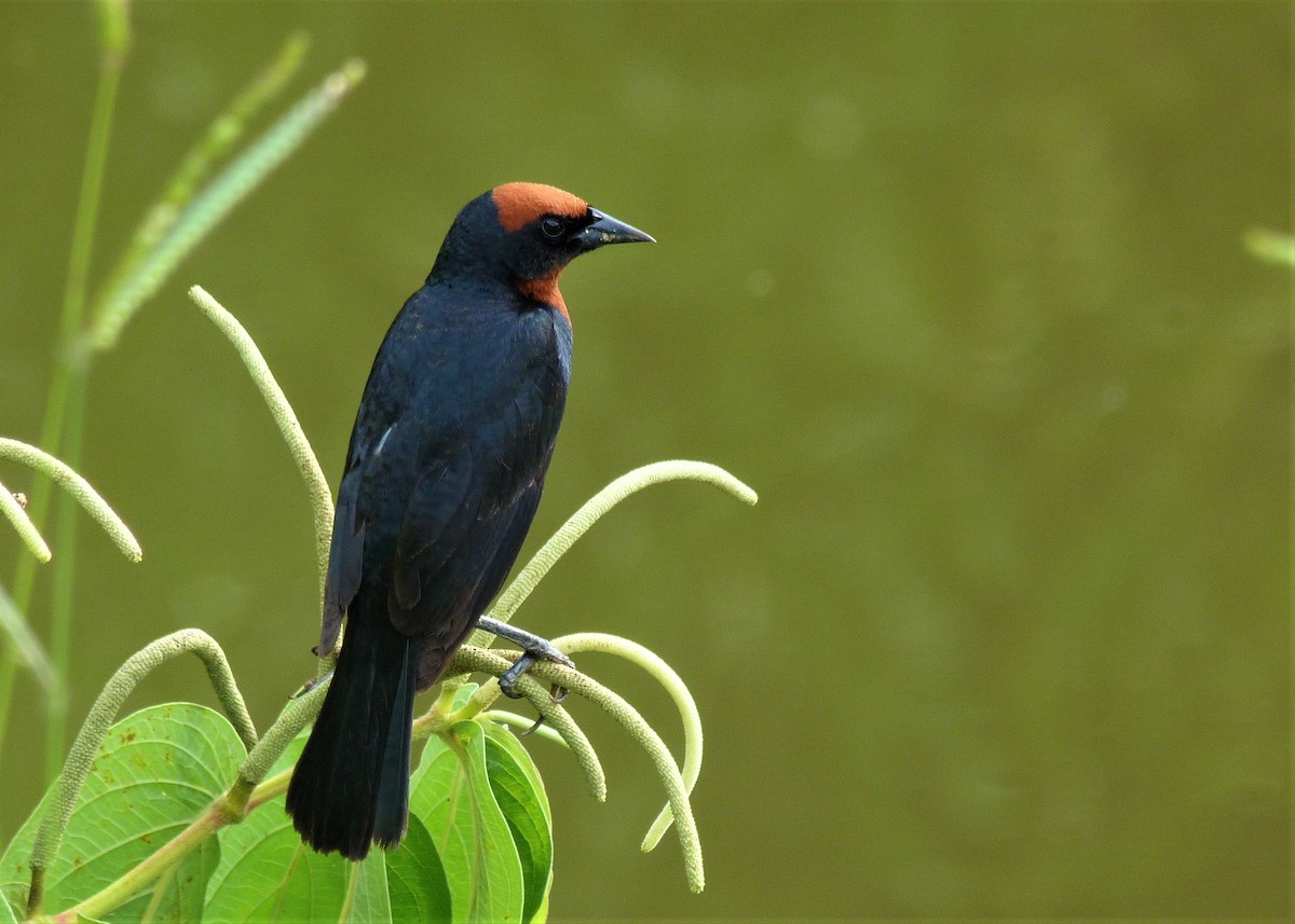 Chestnut-capped Blackbird - ML198458821