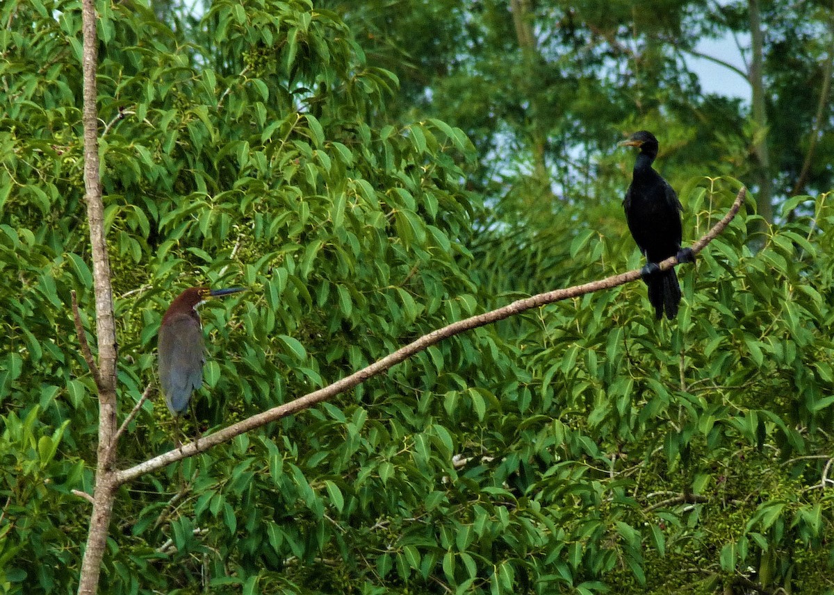 Rufescent Tiger-Heron - ML198459191