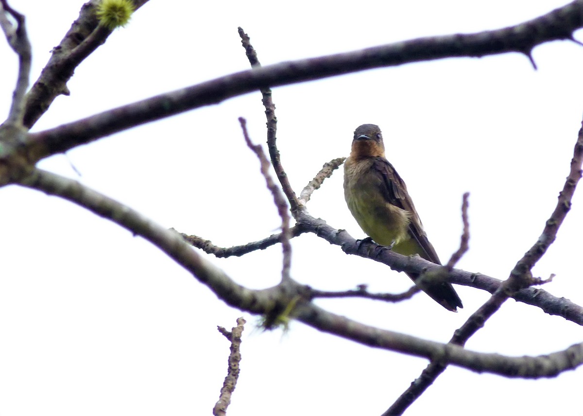 Hirondelle à gorge rousse - ML198460081