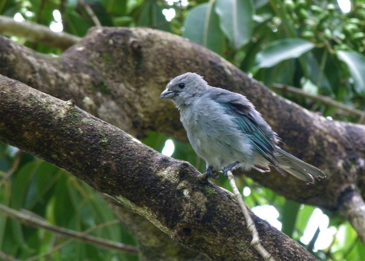 Sayaca Tanager - ML198460101