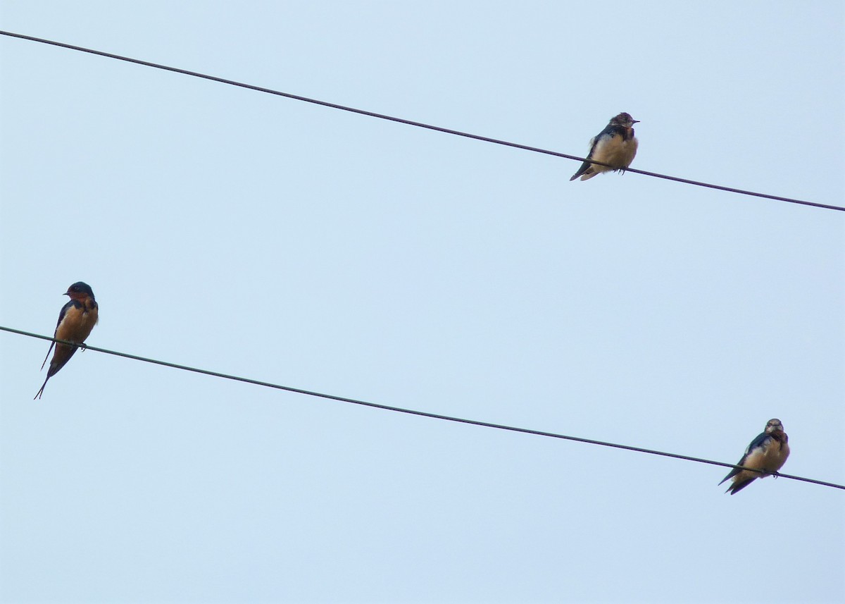 Barn Swallow - Carlos Otávio Gussoni