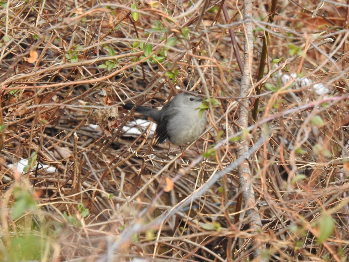 Gray Catbird - ML198460911