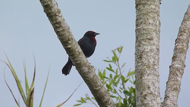 Chestnut-capped Blackbird - ML198461401