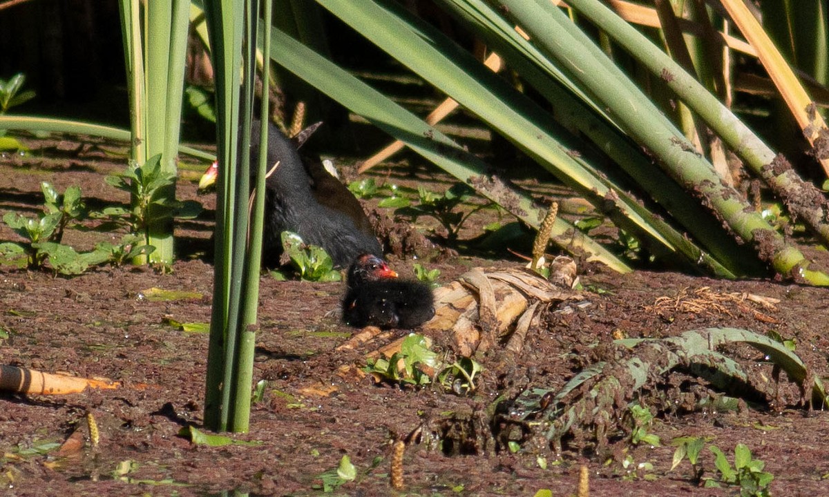 Dusky Moorhen - ML198464221