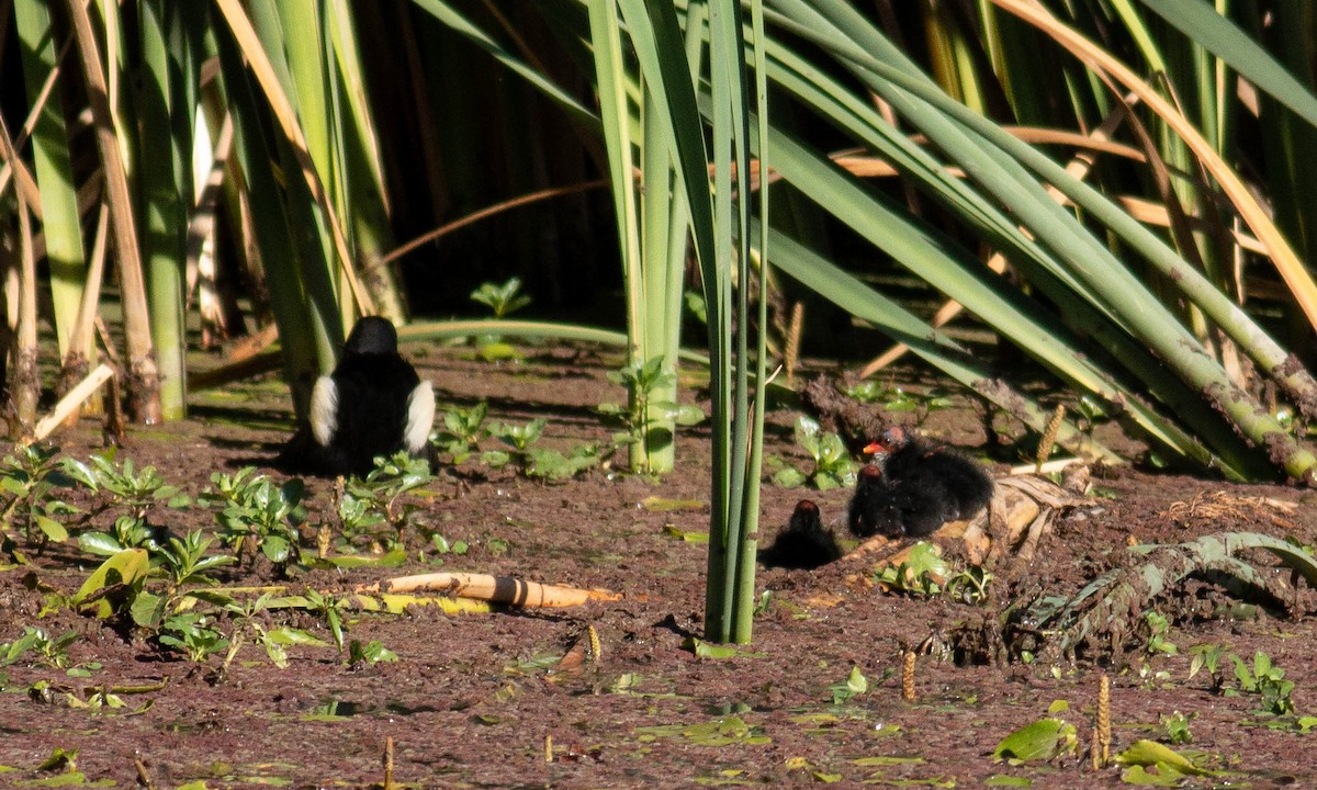 Dusky Moorhen - ML198464241