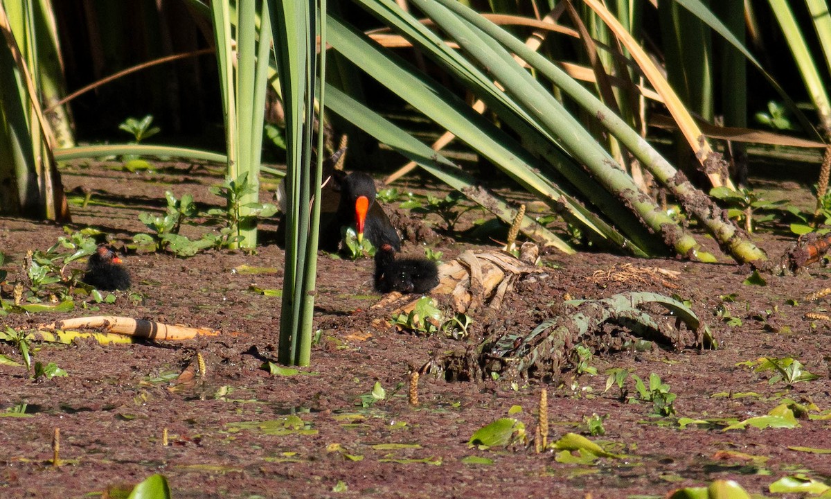Dusky Moorhen - ML198464251