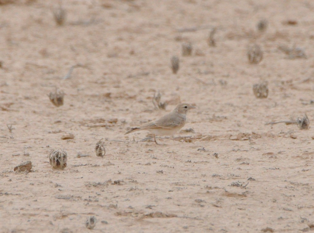 Bar-tailed Lark - ML198464461