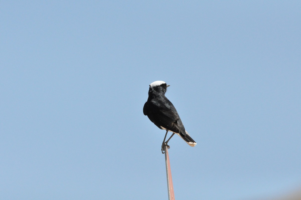 White-crowned Wheatear - ML198464601