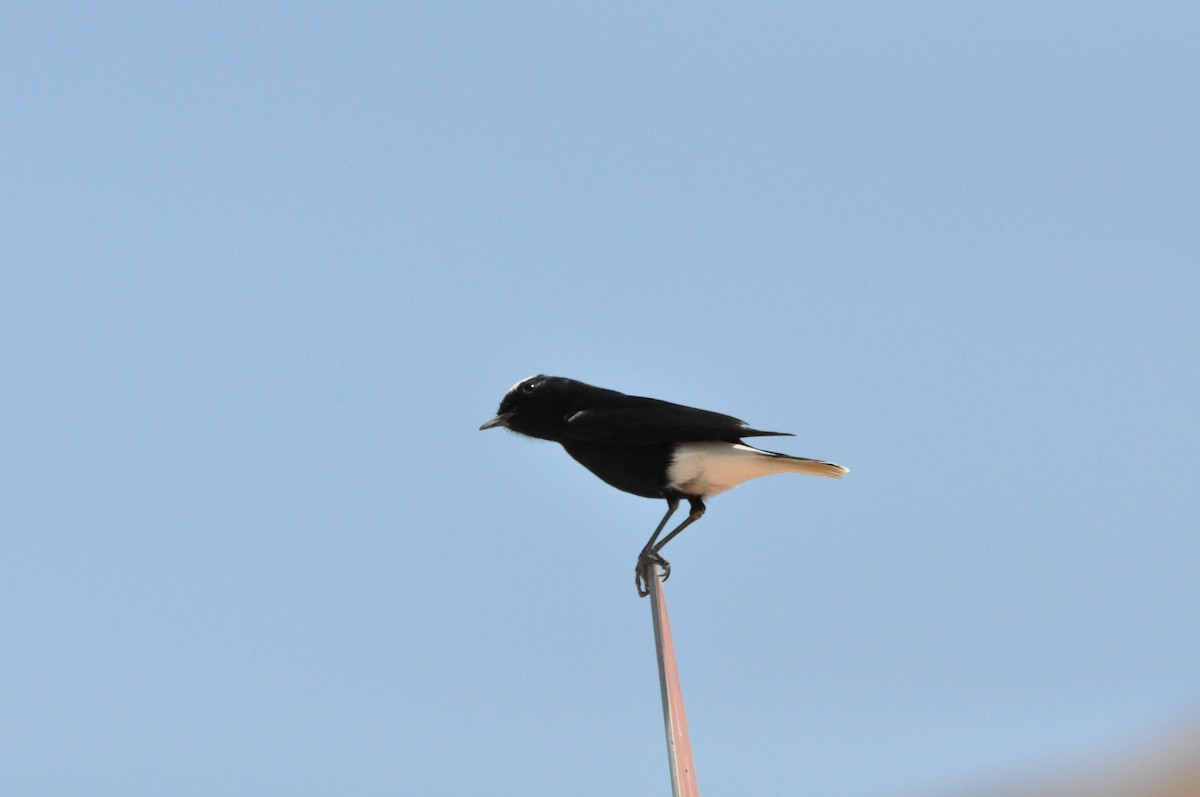 White-crowned Wheatear - ML198464631