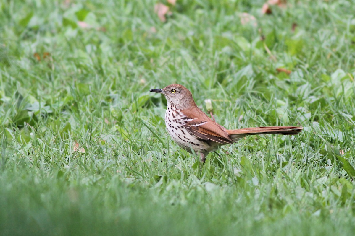 Brown Thrasher - Jeremiah Trimble