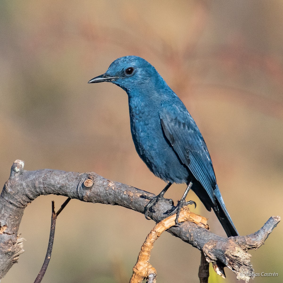 Blue Rock-Thrush - ML198465841