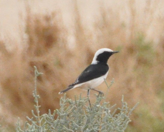 Mourning Wheatear - ML198466231