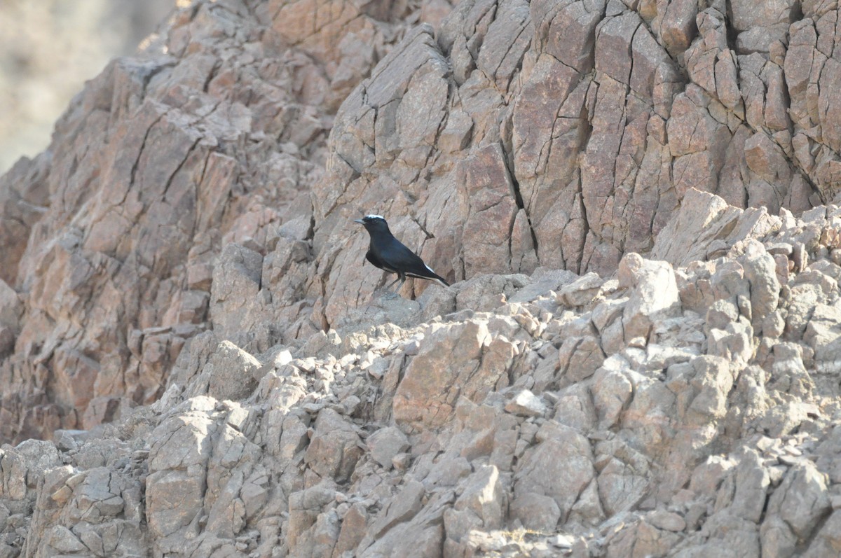White-crowned Wheatear - ML198466411