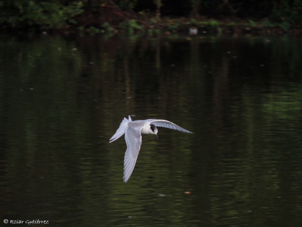 Arctic Tern - ML198466451