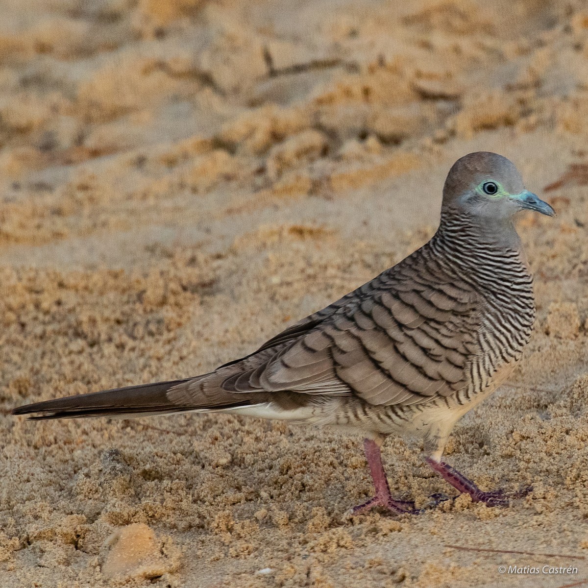 Zebra Dove - Matias Castren