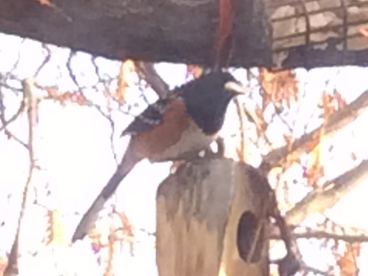 Spotted Towhee - ML198466891