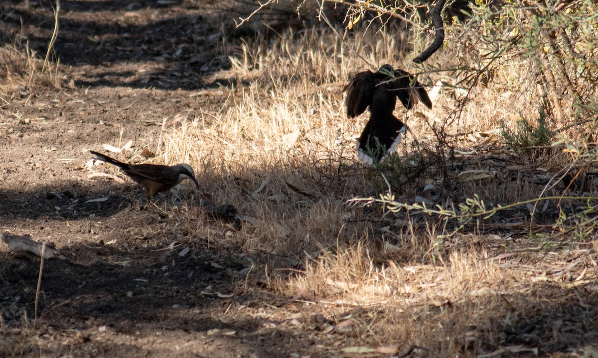 Gray-crowned Babbler - ML198468721