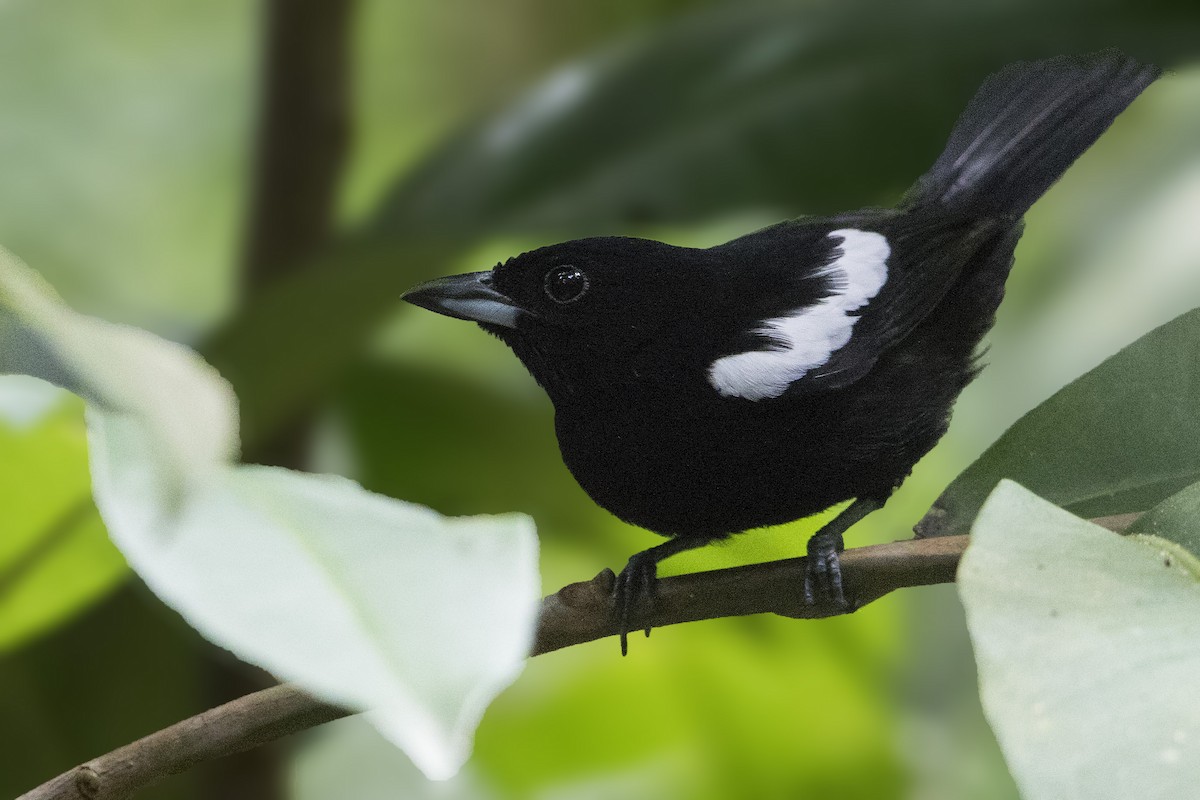 White-shouldered Tanager - ML198469101