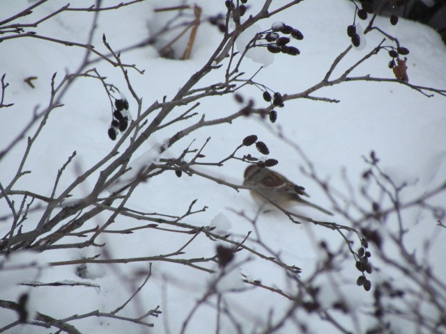 American Tree Sparrow - ML198469651