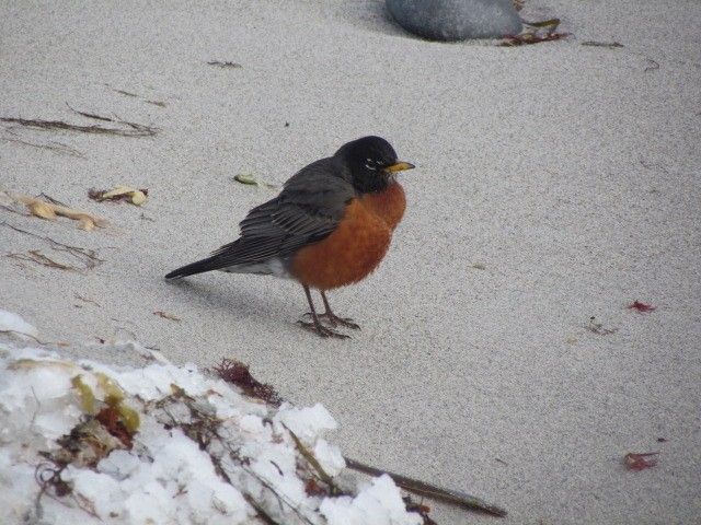 American Robin - ML198470251