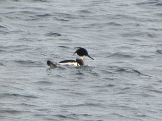 Red-breasted Merganser - ML198471011