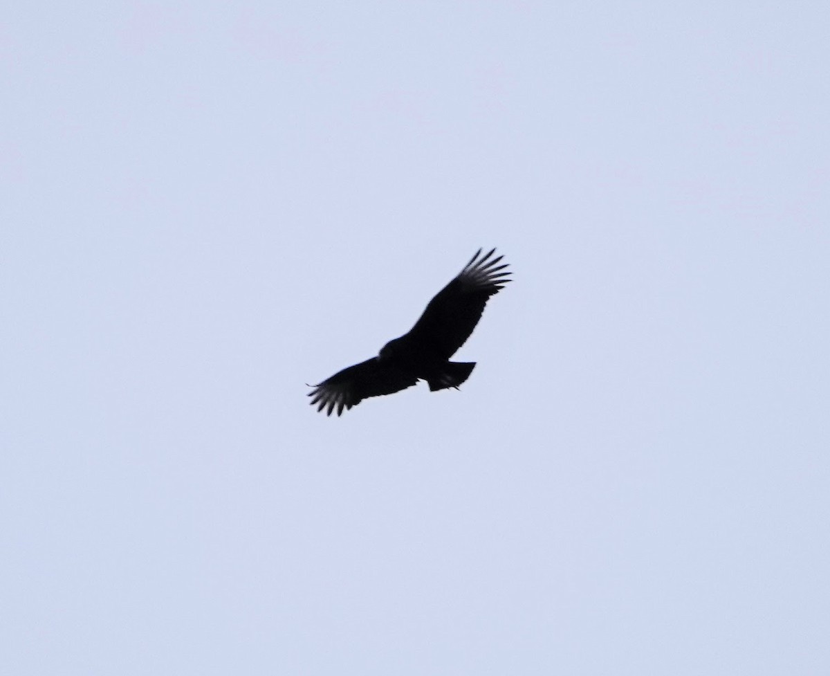 Black Vulture - ML198472671
