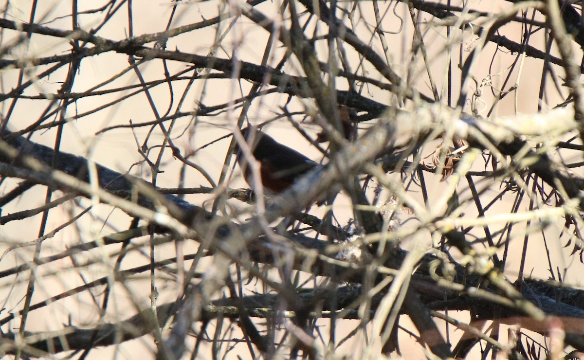 Eastern Towhee - ML198473991