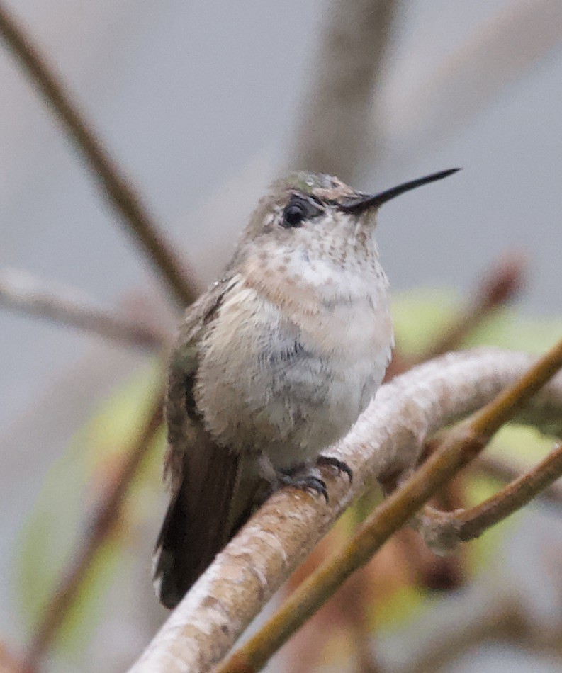 Calliope Hummingbird - ML198474281
