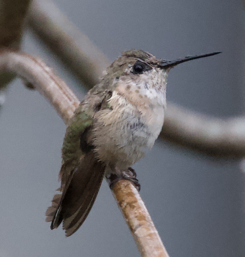 Calliope Hummingbird - ML198474291