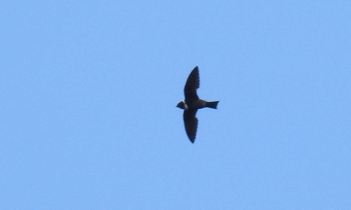 White-collared Swift - ML198474831