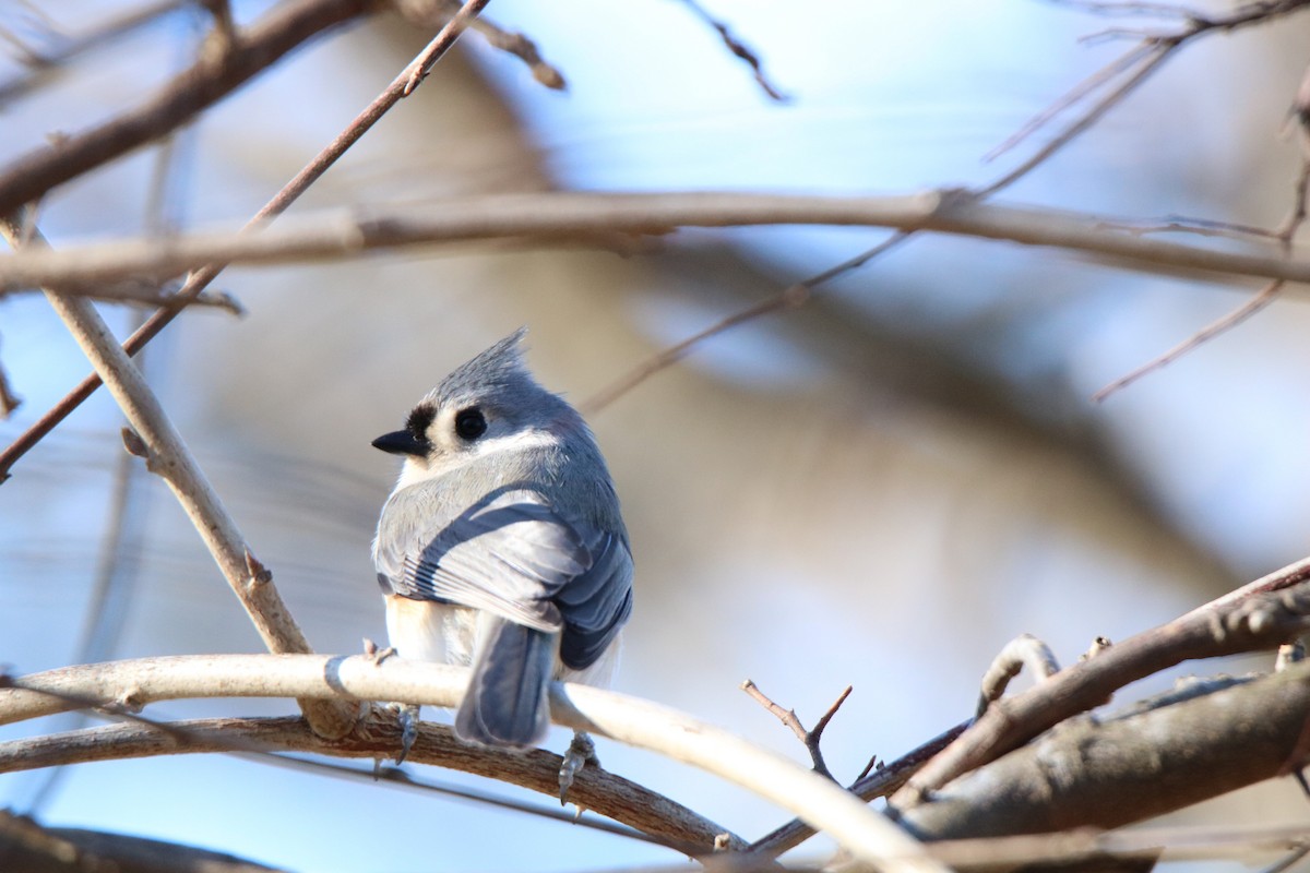 Tufted Titmouse - ML198474851