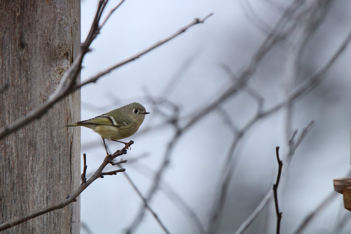 Ruby-crowned Kinglet - ML198477631