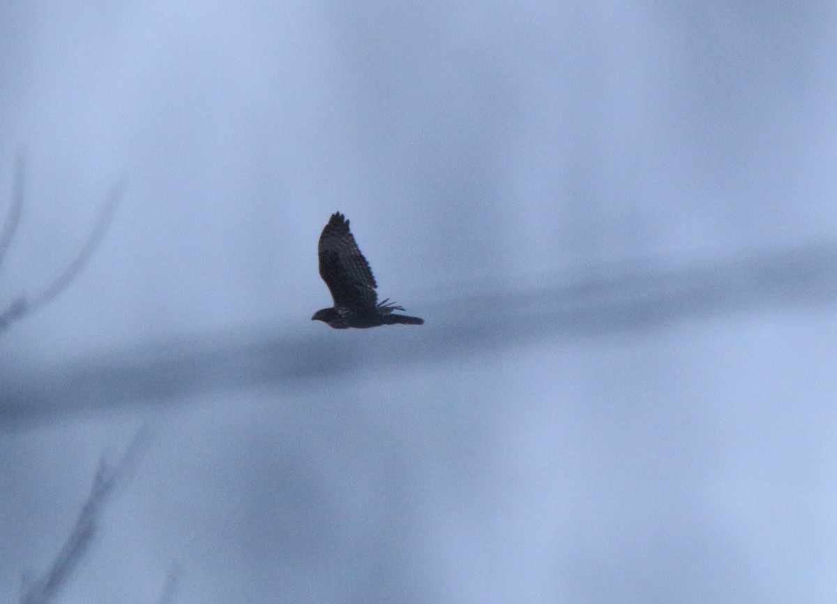 Red-tailed Hawk - Ross Rogers