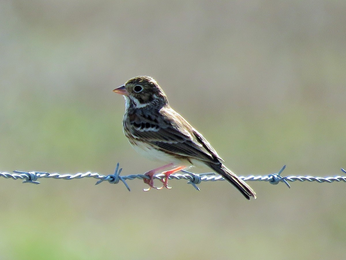 Vesper Sparrow - ML198479091