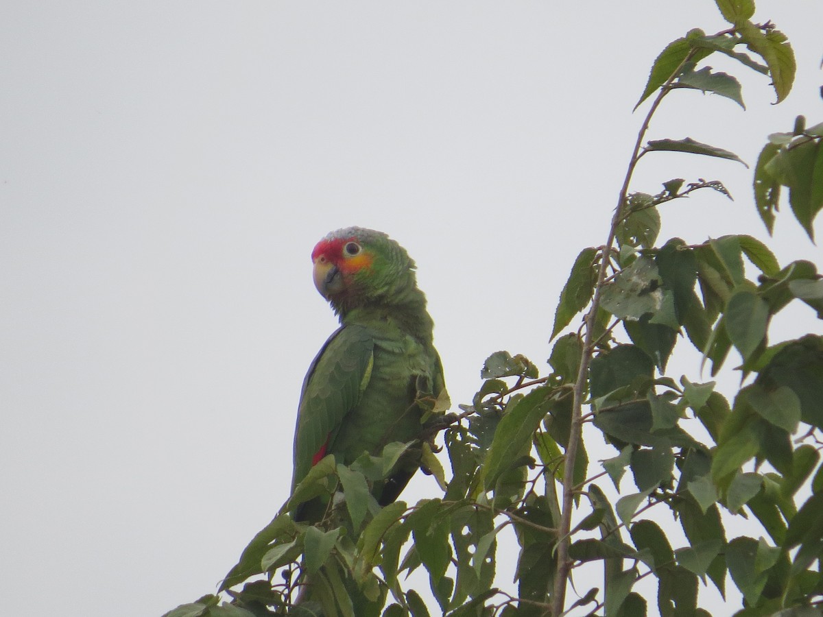 Red-lored Parrot - ML198479521