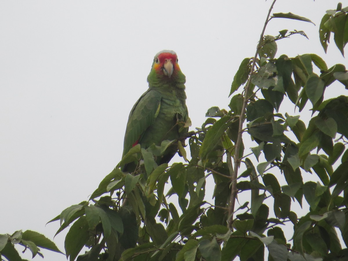Red-lored Parrot - ML198479531